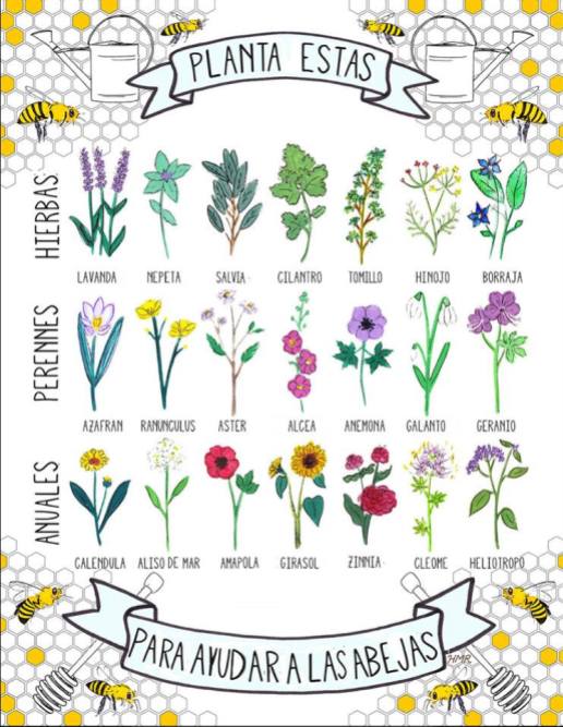 plantas_abejas